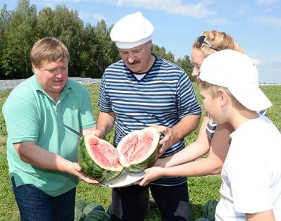 Александр Лукашенко убирает урожай дынь и арбузов с полей резиденции «Дрозды»