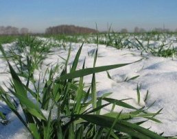 Погода в Беларуси не несет опасности для озимых культур