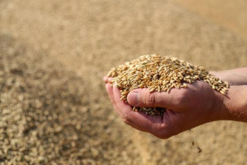 Из-за недостаточного урожая в Беларуси вновь запретили вывоз зерна из страны