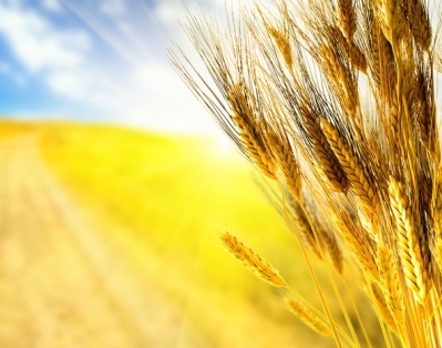 В этом году эксперты прогнозируют хороший мировой урожай пшеницы