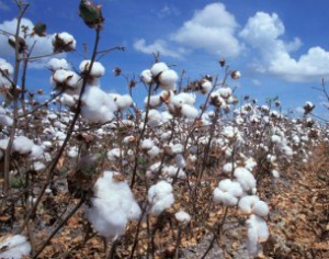 Астраханская область предложила Беларуси выращивать в низовьях Волги хлопок