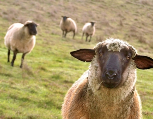 Возвращение отрасли