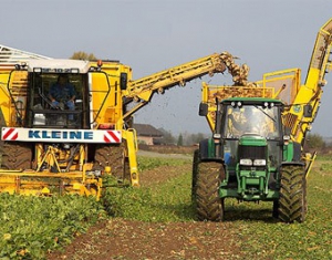 Ляховичский район рассчитывает на лидерство по урожайности сладких корнеплодов