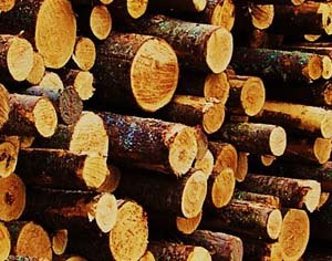 Минлесхоз заготовил около 6 млн. кубометров ликвидной древесины