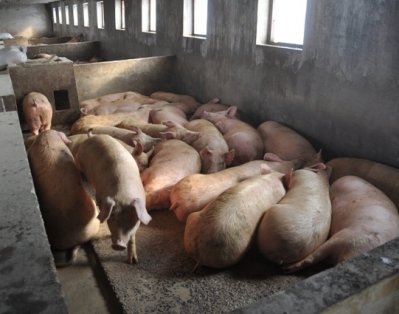 Свинокомплексы под Молодечно могут построить за нефтедоллары