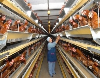 Беларусь будет поставлять мясо птицы в Пакистан