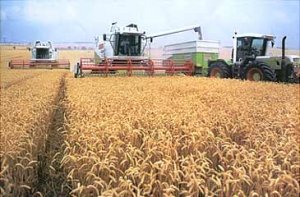 Хозяйства Гомельской области выполнили госзаказ по зерну