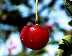 В Белоруссии появится вишневая столица