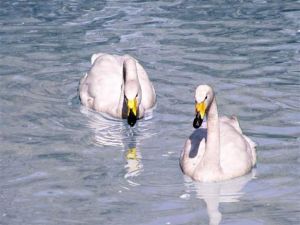 Стая редких для Беларуси лебедей-кликунов поселилась на полях Браславщины