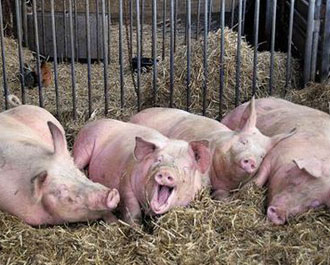  Беларусь запретила ввоз свинины из Волгоградской области 