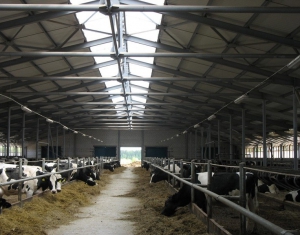 Молочно-товарная ферма будет передана в залог Банку развития Беларуси