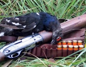 Беларусь будет постепенно гуманизировать правила охоты