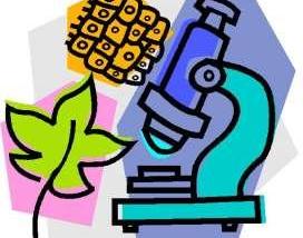 Белорусские ученые планируют внедрять ген животного в ДНК растений