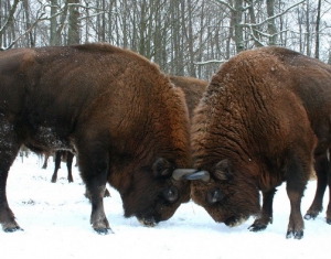 Новые популяции зубров будут создавать в Беларуси