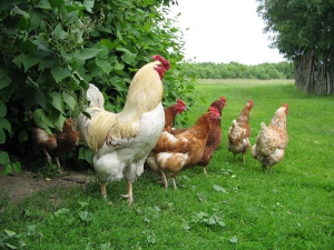 Почерк убийств домашней птицы в Старобине присущ хорьку, кунице и рыси