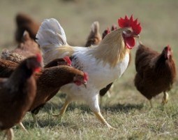 Беларусь ввела временное ограничение на ввоз мяса птицы из Тайваня