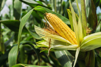 Белорусские аграрии намолотили почти 1 млн т зерна кукурузы
