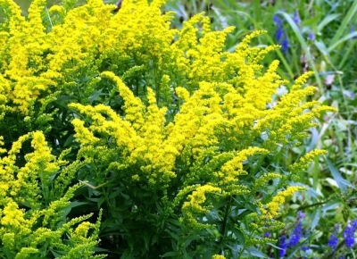 К борщевику добавилось еще четыре вида опасных растений 