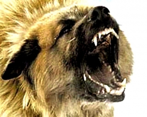 В деле об убийстве животных появились подозреваемые