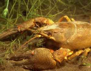 Два озера Глубокского района заселят краснокнижные широкопалые раки