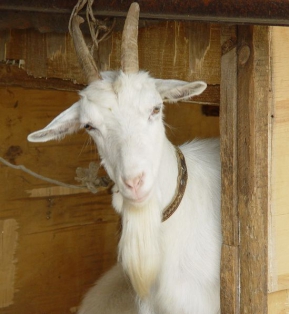 Беларусь запретила поставки диких, зоопарковых и цирковых мелких парнокопытных из Греции