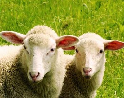 Беларусь с 7 июля ограничивает ввоз мелких жвачных из Марокко