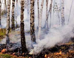 Средняя площадь лесного пожара в Беларуси в 2012 году снизилась на 10%