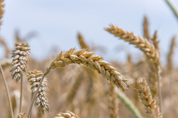 Брюссель предлагает обложить зерно из России и Беларуси высокими пошлинами