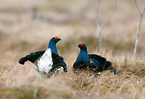 Березинский биосферный заповедник в числе охраняемых территорий PAN Parks