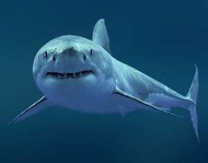 Беларусь экспортирует мороженых акул, слоновую кость и человеческий волос