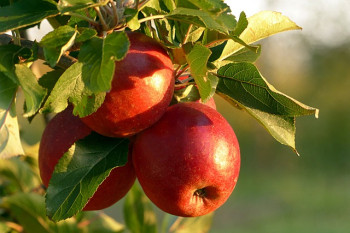 Разработан технологический регламент возделывания коммерческих сортов яблони