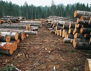 Радиоактивная древесина не попадет на рынок