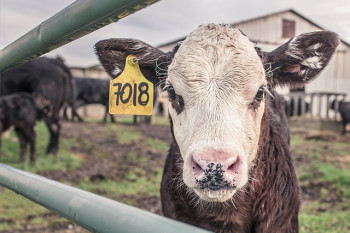 Сколько мяса и молока производит Беларусь – Игорь Брыло