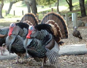 Комплекс по производству индюшатины сможет выпускать 12 тыс.т мяса в год