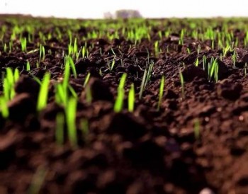 Теплое начало декабря не спровоцирует активное возобновление вегетации озимых зерновых - ученый