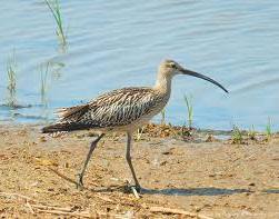 В агроландшафте Беларуси обнаружили 9 редких и охраняемых видов птиц