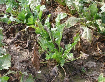 В Беларуси началась засуха