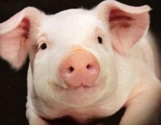 Беларусь отреагировала на свиную чуму в России