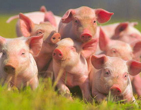 Беларусь запретила ввоз свиней из Монголии в связи с классической чумой свиней