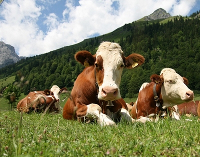 Россия может снять запрет на поставки еще четырех белорусских предприятий животноводства