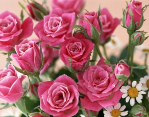 Цены на розы в Минске к 8 Марта взлетели до Br60 тыс.