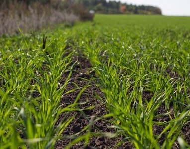 Озимые пока вне опасности