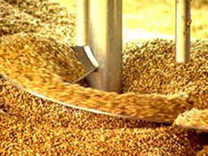 В Беларуси на 10% повышены закупочные цены на зерно для спирта и пивоваренный ячмень