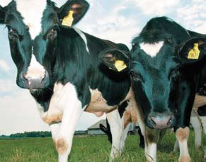 Новые фермы заполняются низкопродуктивным скотом