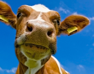 Сельскому хозяйству пора переходить на самофинансирование - председатель КСУП "Брилево"