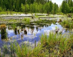 Беларусские экологи призывают правительство отменить "болотное" постановление