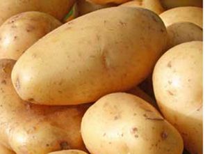 ГМО-картофель появится в Беларуси