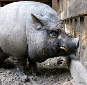 Вьетнамских вислобрюхих свиней разводят на Брестчине