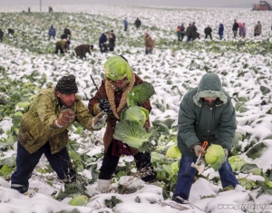 С топором и милицией на капусту
