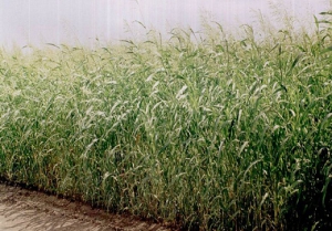 В Пружанском районе стала популярной суданская трава